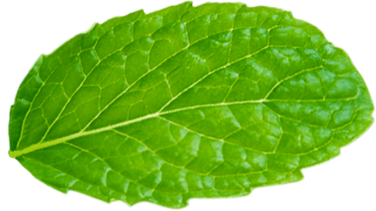 leaf